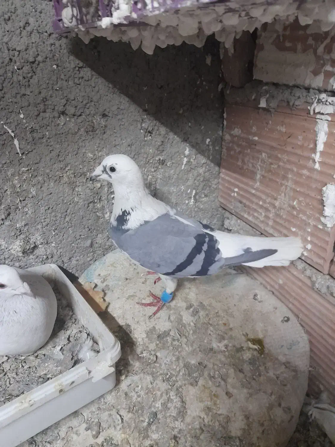 کبوتر پرشی|پرنده|ورامین, خیر آباد|دیوار