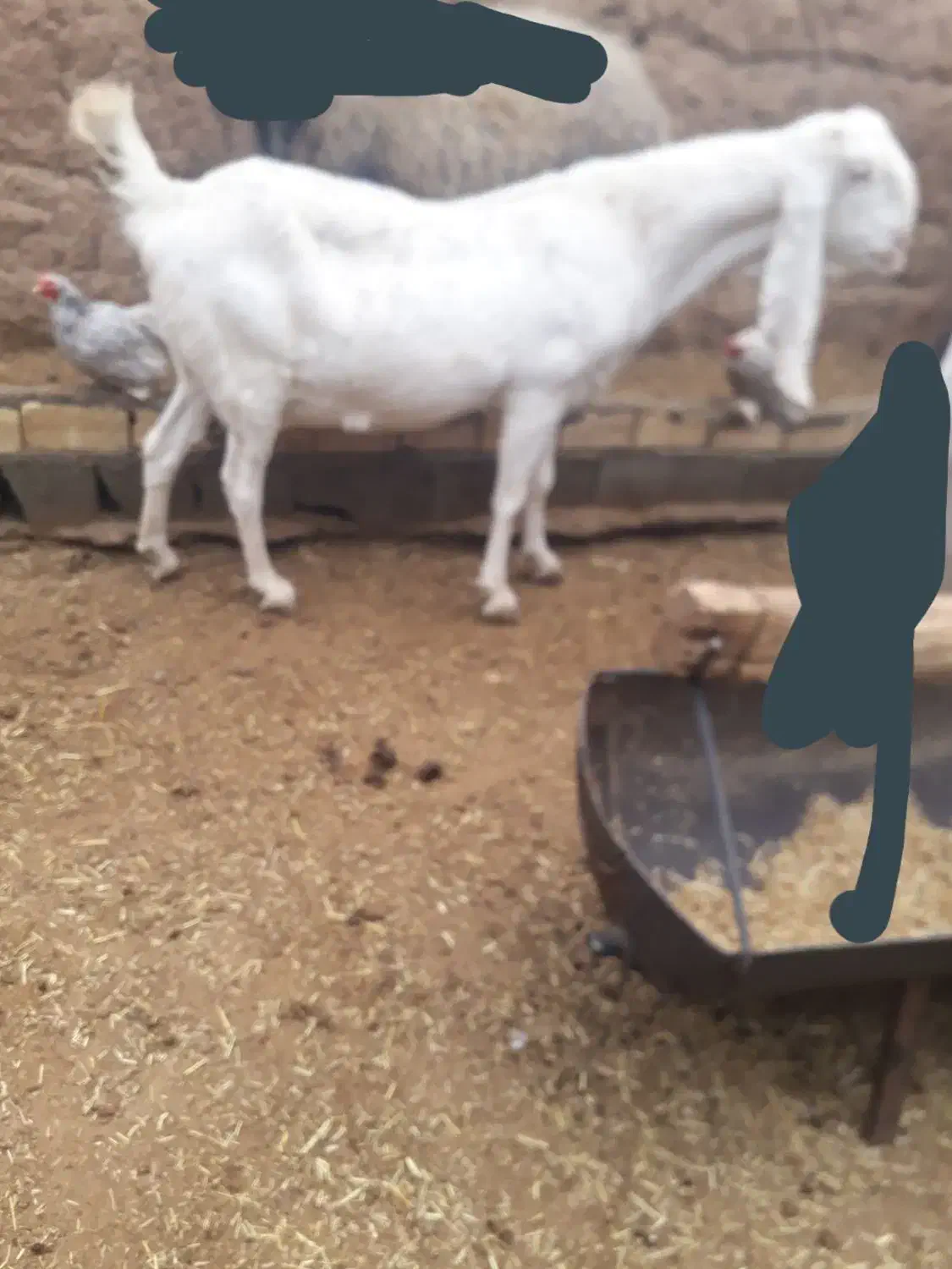 بز  گلابی دوبر .میش|حیوانات مزرعه|مبارکه, |دیوار