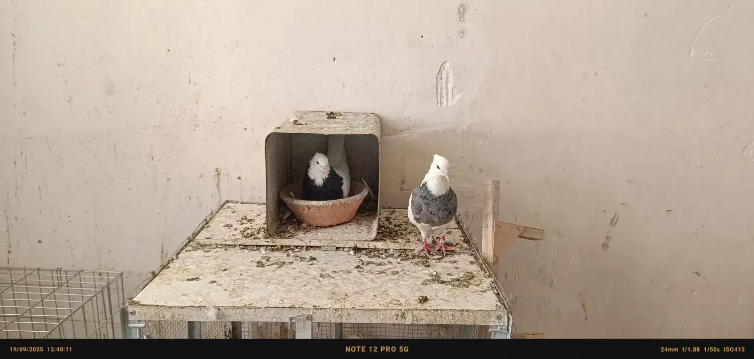 کبوتر|پرنده|شیراز, ماه فیروزان|دیوار