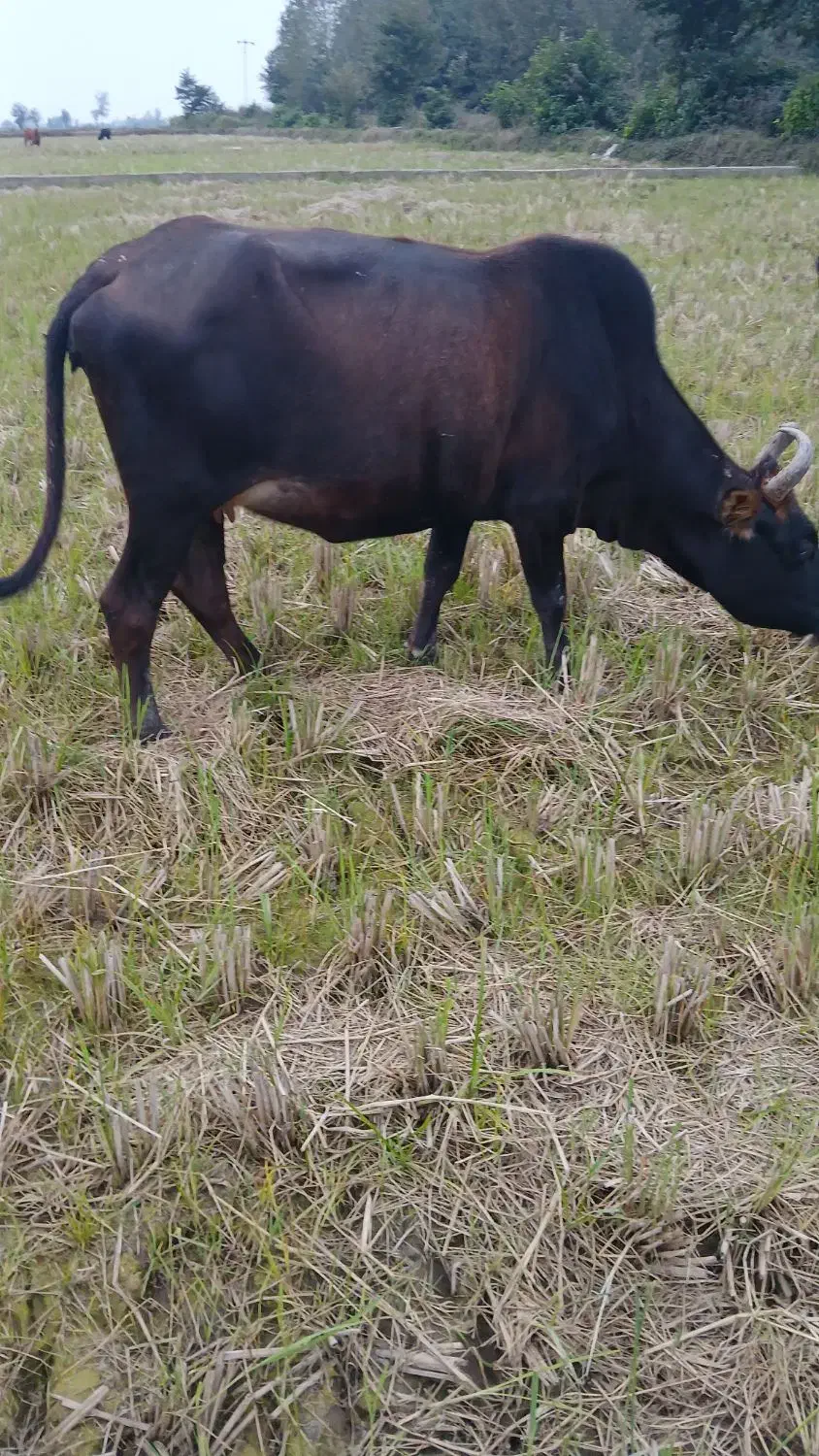 ۵راس گاو حامله|حیوانات مزرعه|رشت, گیل|دیوار