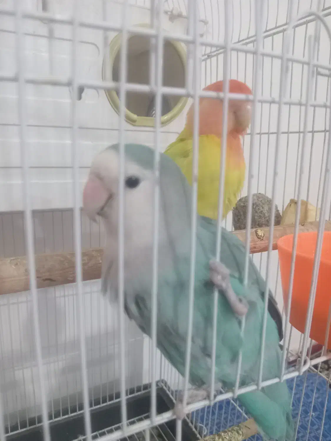 طوطی برزیلی نرو ماده|پرنده|نسیمشهر, |دیوار