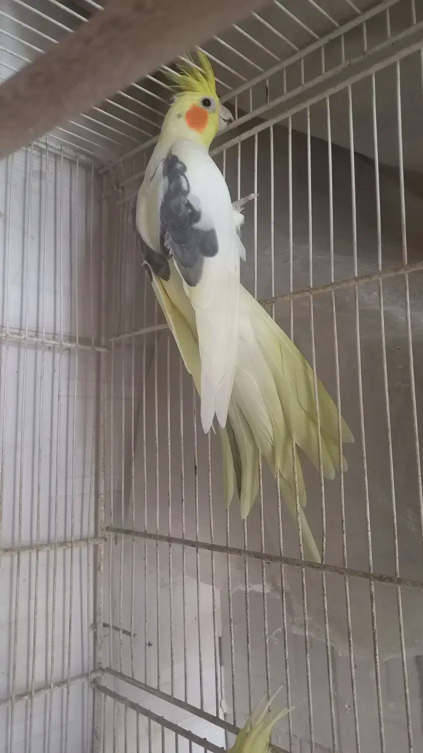 جفتعروسهلندیکاردادهششتخم|پرنده|بردسکن, |دیوار