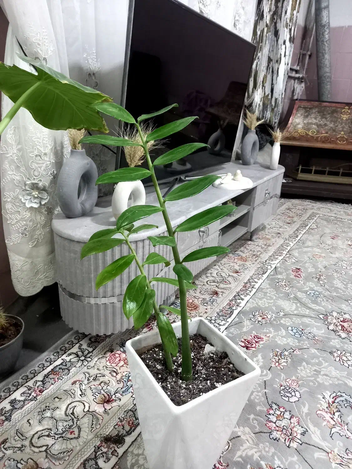 ۱۲ عدد گل و گیاه طبیعی  فقط ۷ ملیون|گل و گیاه طبیعی|ورامین, شهرک مدرس|دیوار