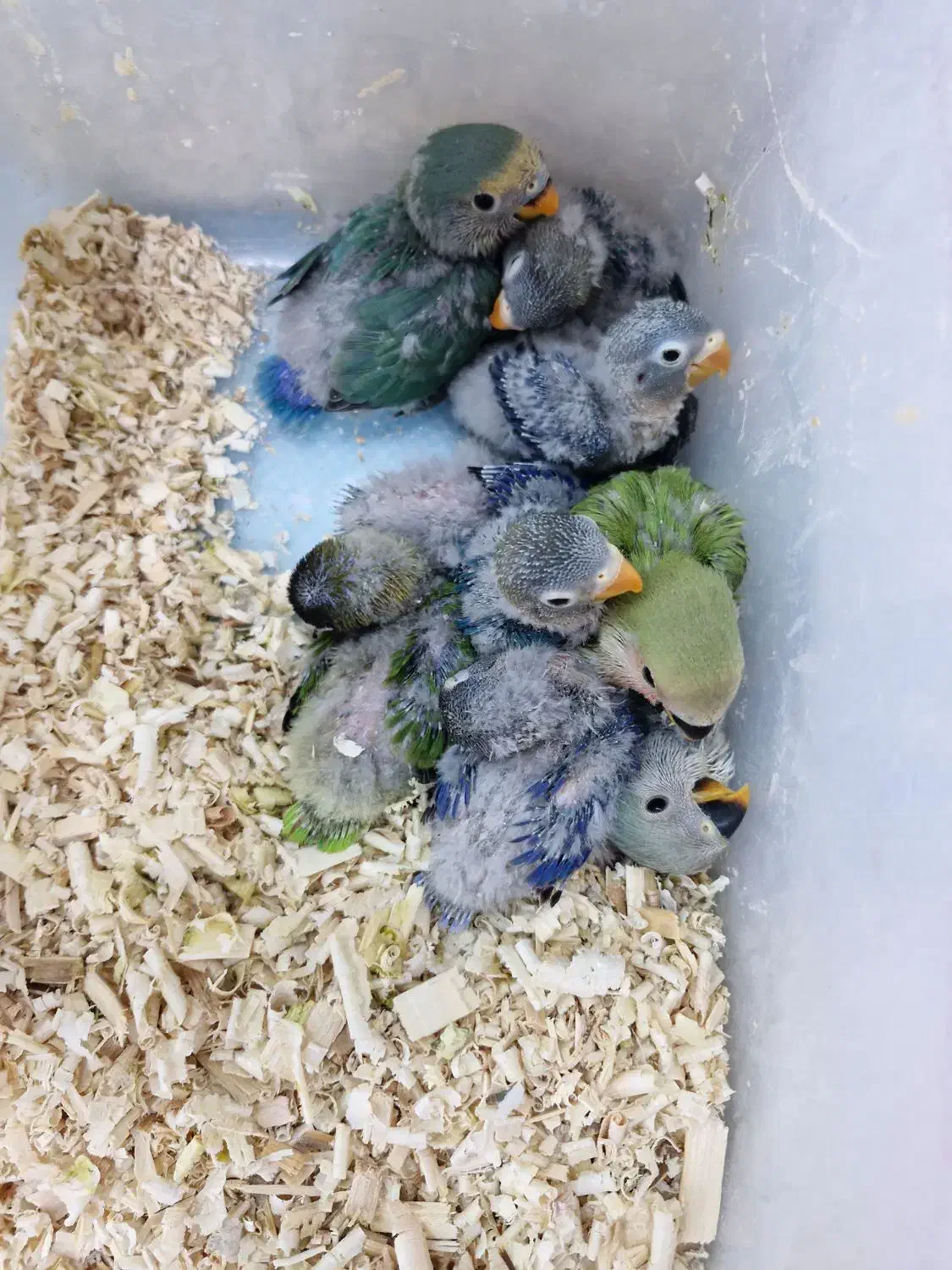 جوجه طوطی کوتوله|پرنده|بندرعباس, |دیوار