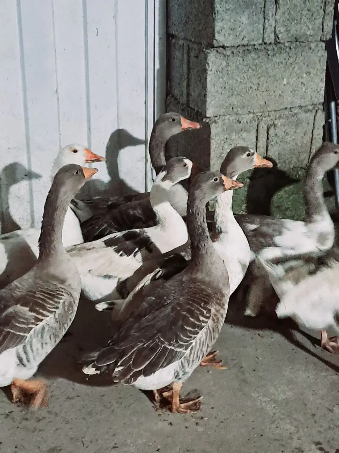 غاز محلی ،غاز محلی درشت ، غاز محلی نر و ماده|حیوانات مزرعه|سیاهکل, |دیوار