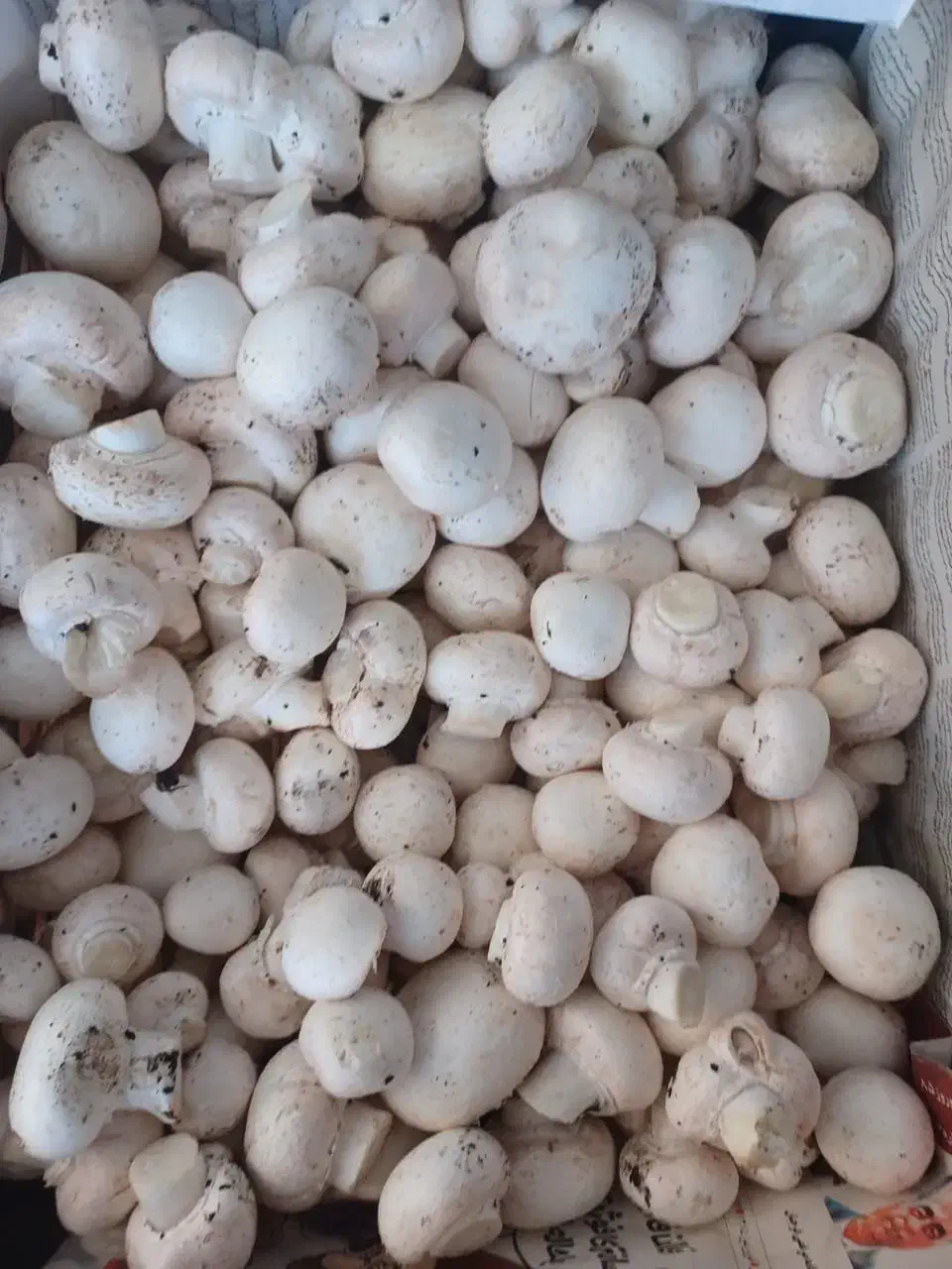 قارچ دکمه ای|خوردنی و آشامیدنی|اهواز, شهرک نفت|دیوار