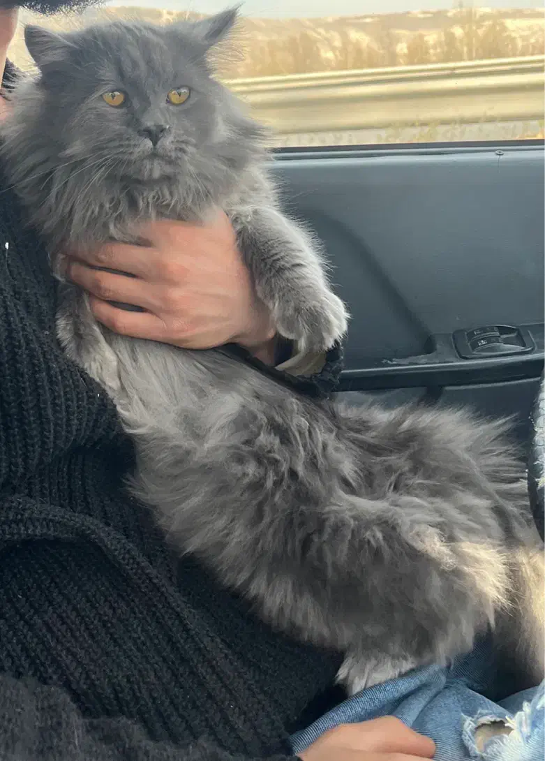 گربه نر برای جفتگیری|گربه|اردبیل, |دیوار