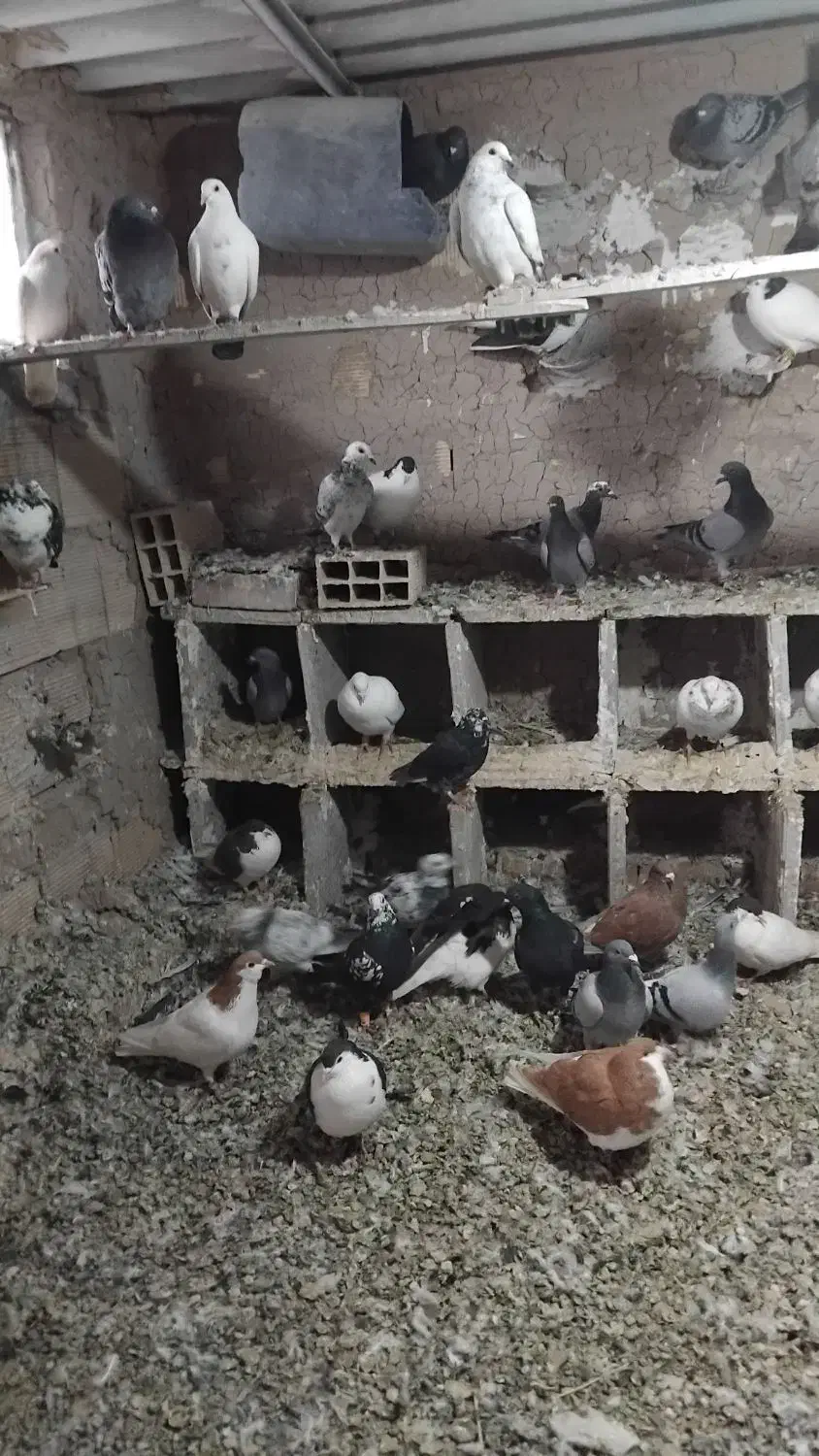 کبوتر کفتر پرشی|پرنده|میان جلگه, |دیوار