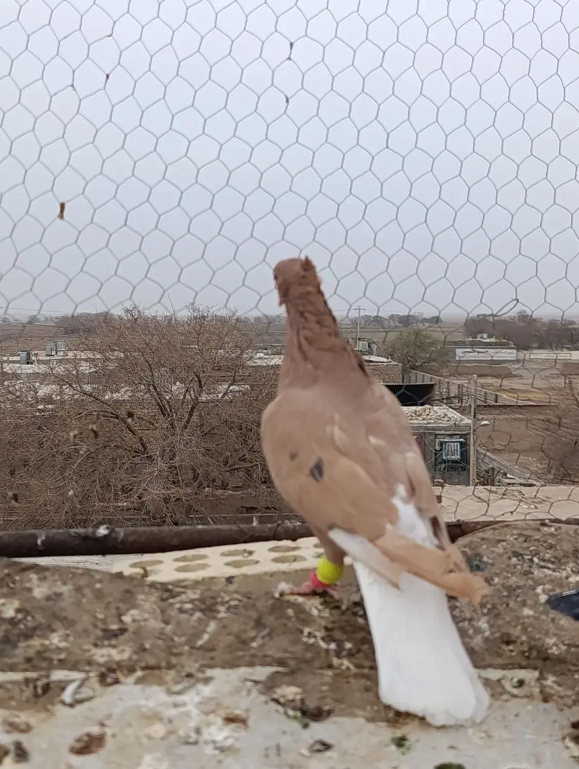 ماده دم سفید|پرنده|تربت جام, میان جام|دیوار