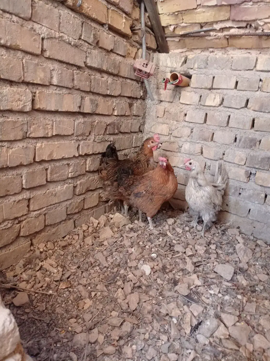 مرغ خانگی تخمگذار|حیوانات مزرعه|اردکان, |دیوار