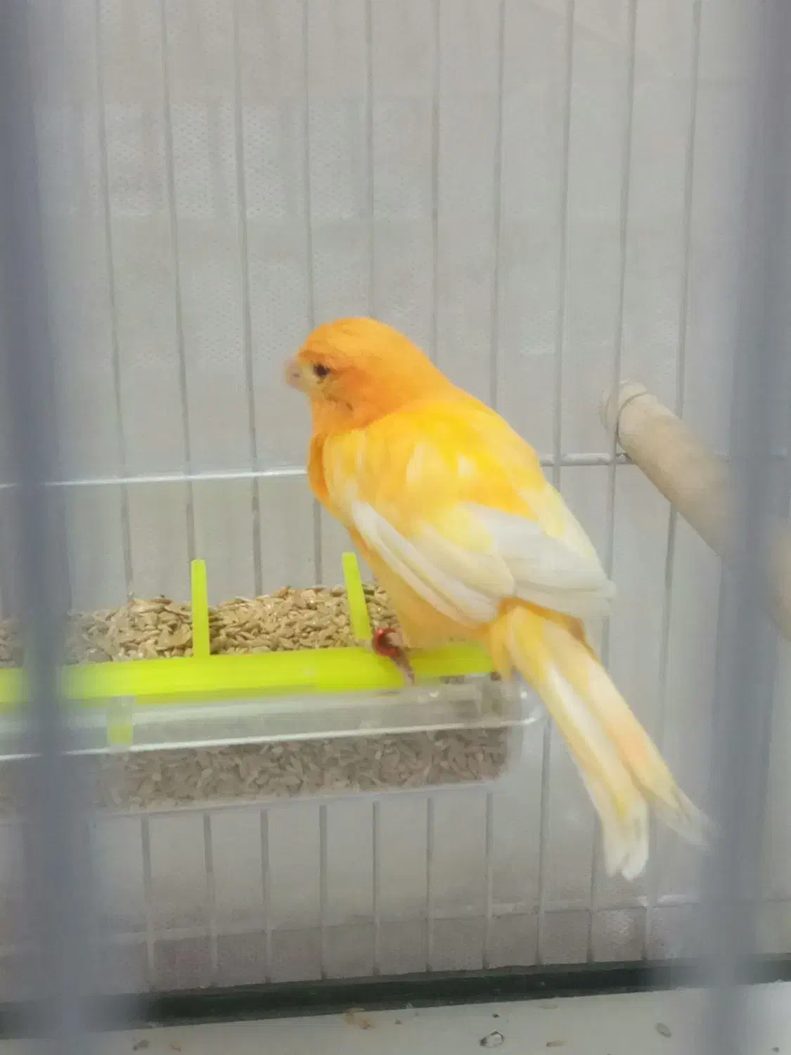 قناری سرخ اورجینال ردفاکتور|پرنده|مشهد, خرمشهر|دیوار