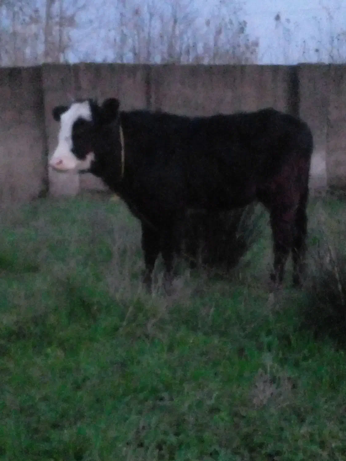 سلام یک عدد لیشه چالوسی|حیوانات مزرعه|خشکبیجار, |دیوار