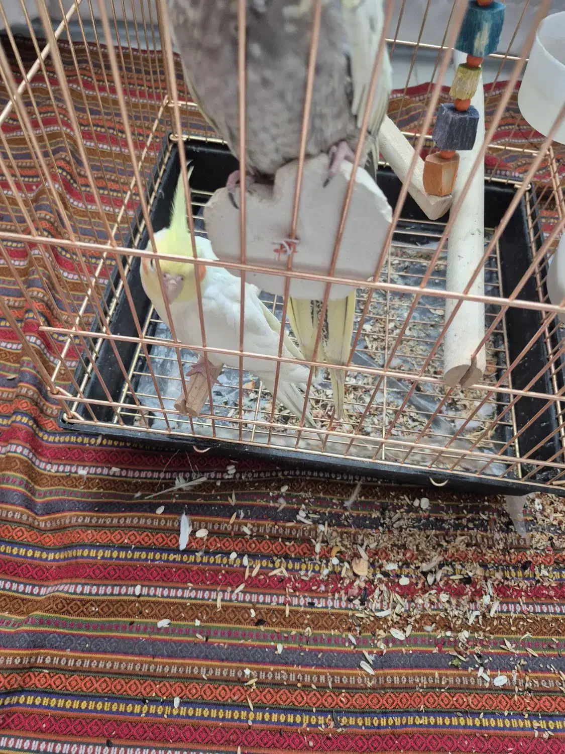 یک جفت عروس هلندی|پرنده|اسلام‌‌آباد غرب, |دیوار