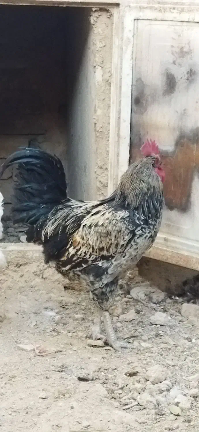 خروس جوان و سرحال|حیوانات مزرعه|معصومیه, |دیوار