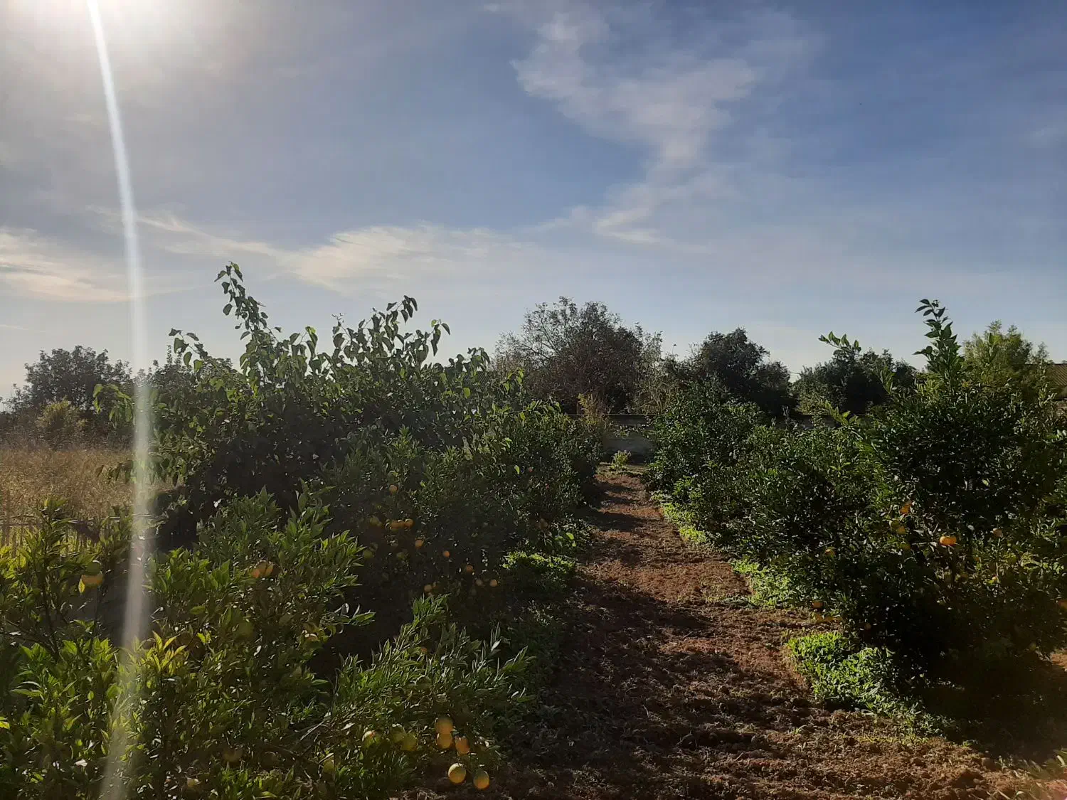 زمین مسکونی هزار متری|فروش زمین و ملک کلنگی|طبقده, |دیوار