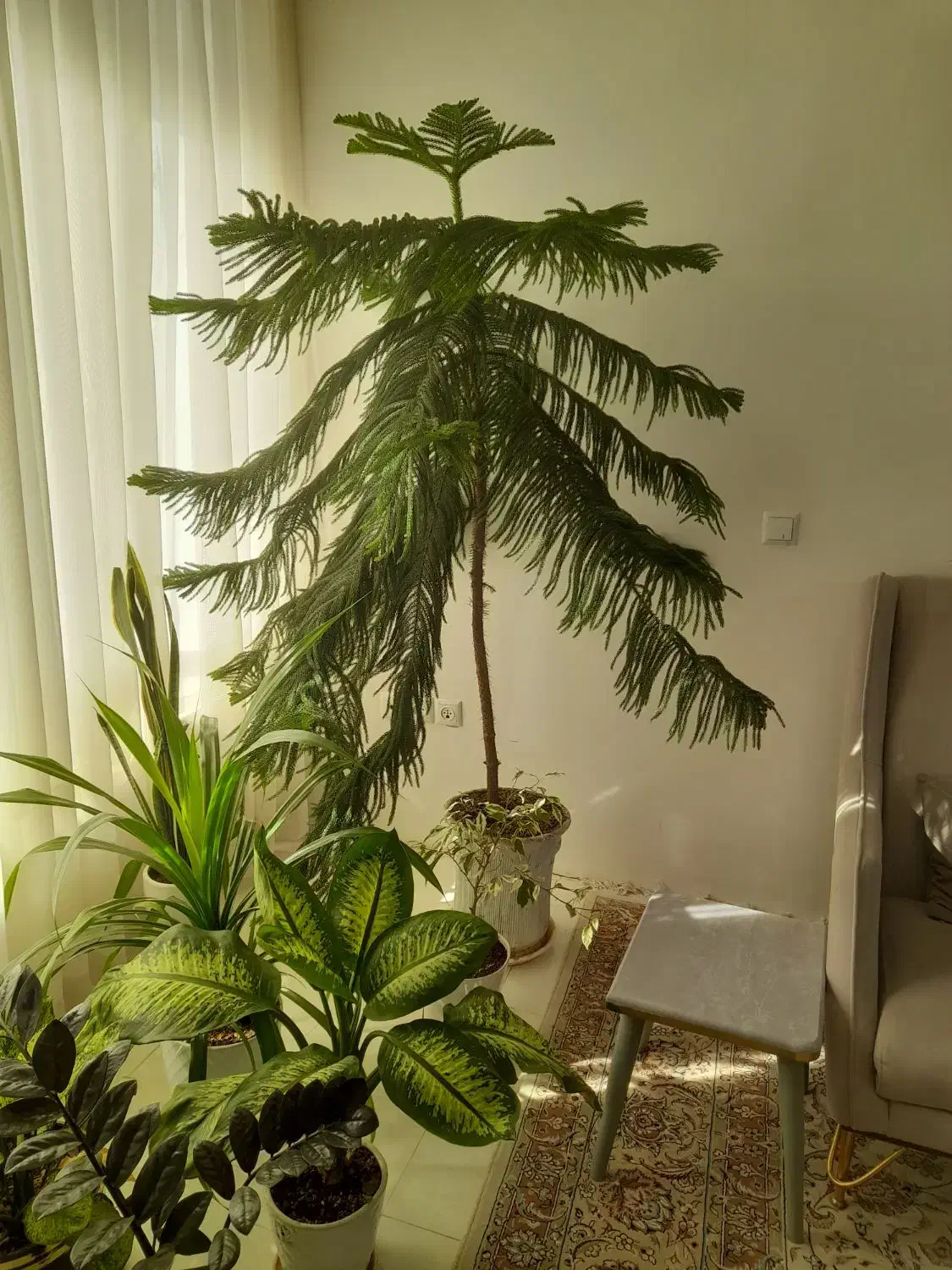 کاج مطبق بزرگ|گل و گیاه طبیعی|نیشابور, مازول|دیوار