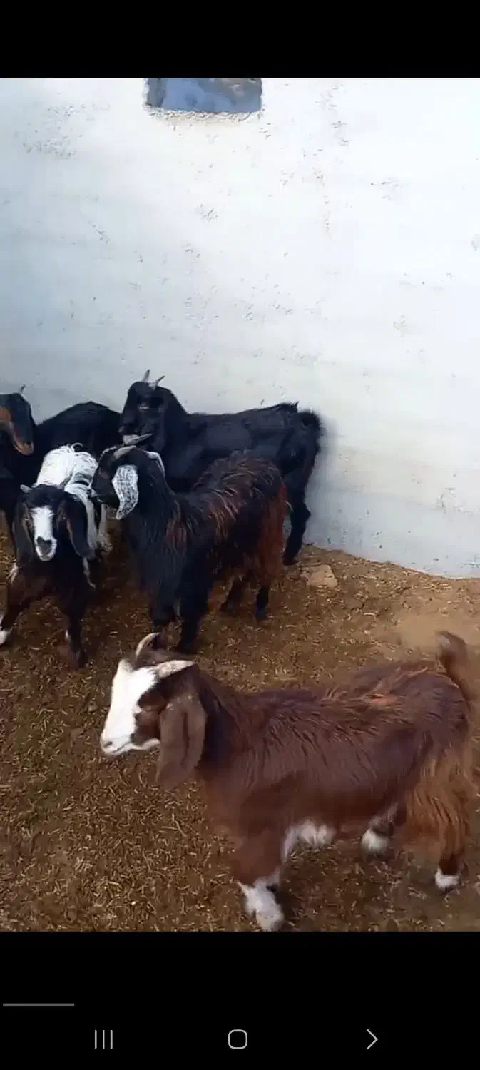 بزغاله|حیوانات مزرعه|شاهرود, |دیوار