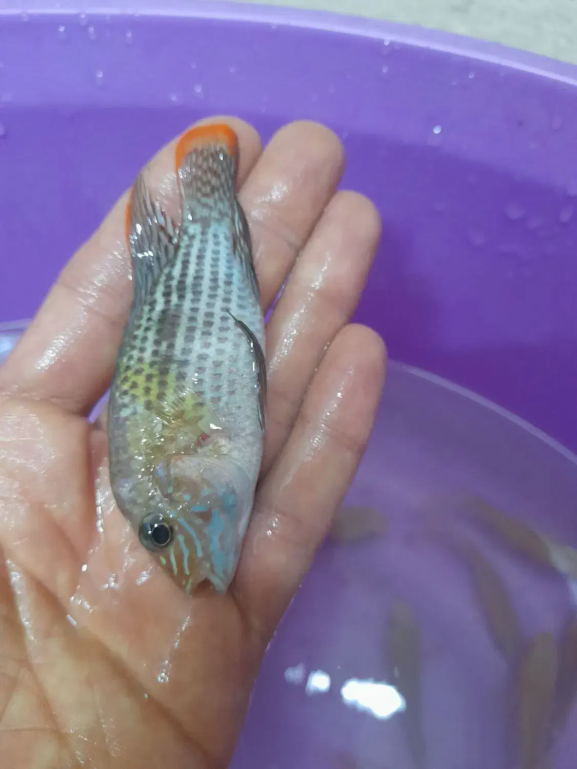 گرین تیلور|ماهی|ابهر, |دیوار