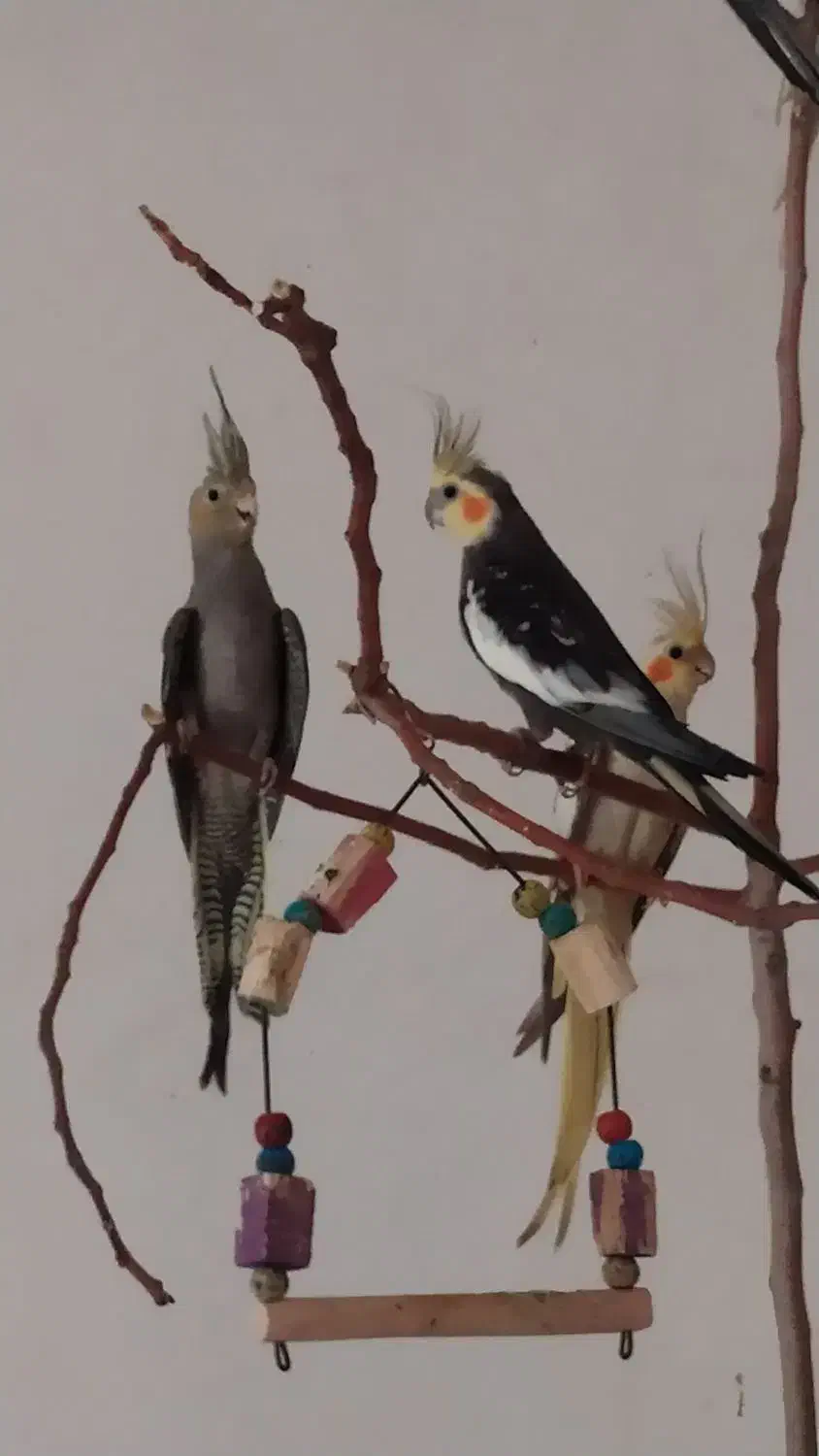 عروس هلندی ، مرغ عشق ، فنچ لپ سیاه|پرنده|بردسکن, |دیوار