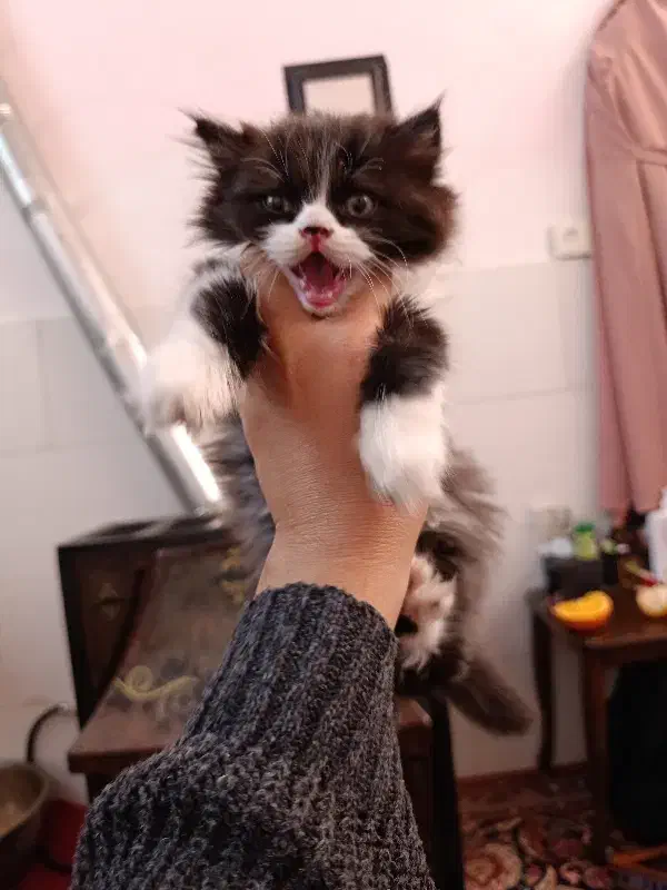 قندی خوشگل بازیگوش|گربه|یزد, |دیوار