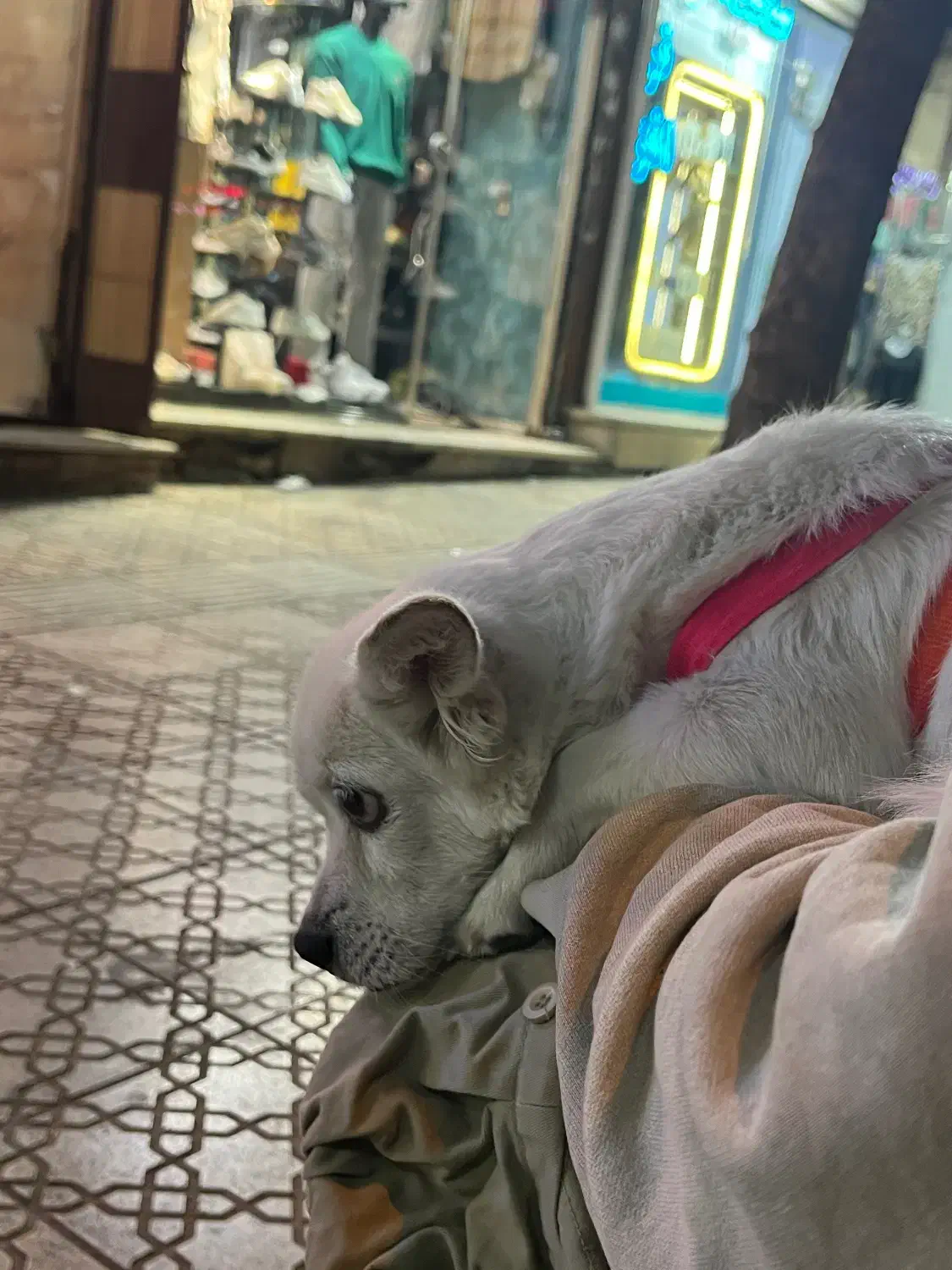 واگذاری سگ اشپیز روباهی|سگ|سقز, |دیوار