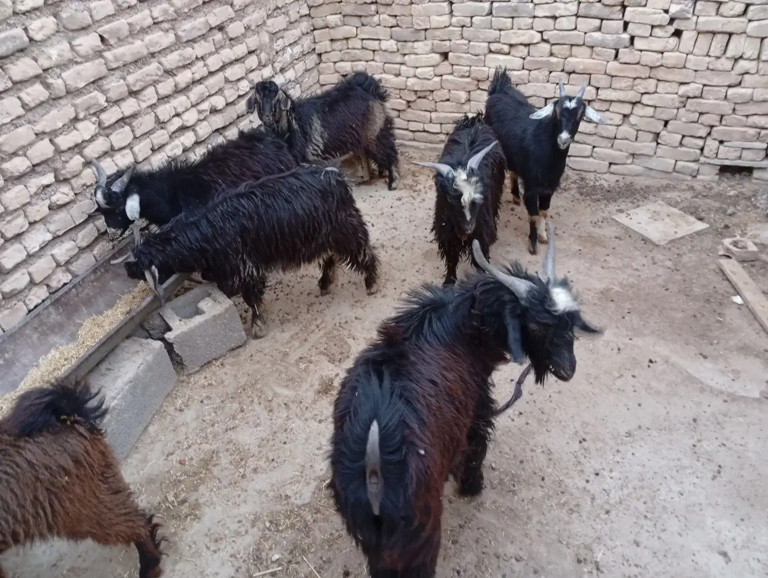 بزغاله چاق|حیوانات مزرعه|دهلران, |دیوار