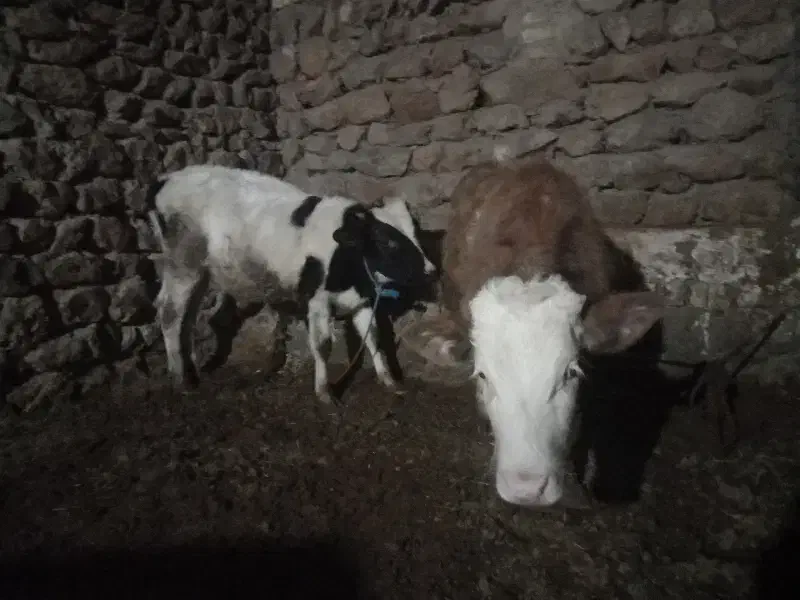 دو راس گوساله یکی سیمینتال یکی هولشتاین|حیوانات مزرعه|داران, |دیوار
