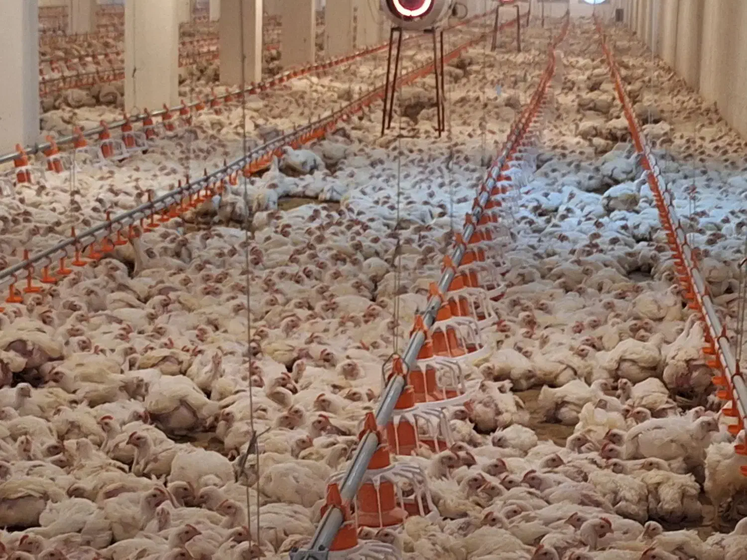 کارگر مرغداری|استخدام صنعتی، فنی، مهندسی|نقده, |دیوار