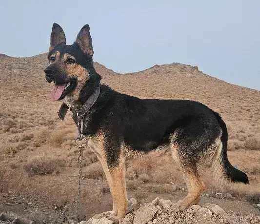 ژرمن ورک لاین نر 13 ماهه|سگ|تفت, |دیوار