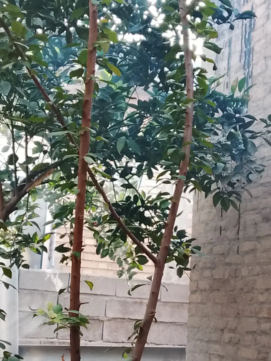 پرتقال چین هستم|حراج|ساری, |دیوار