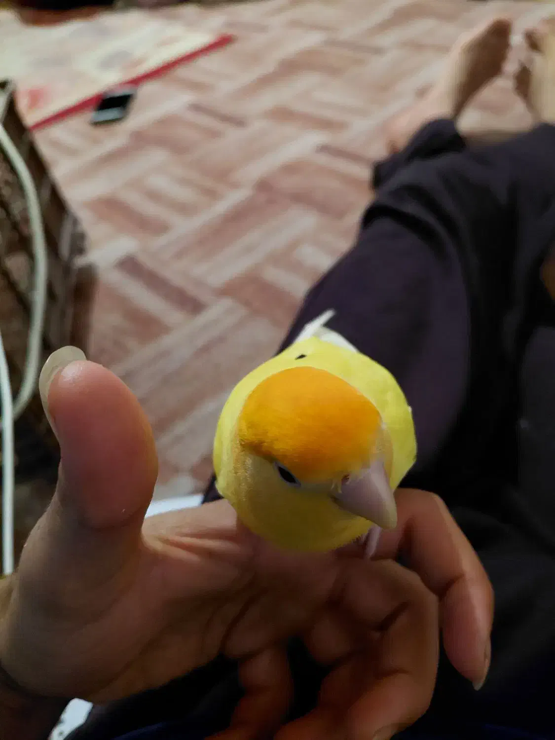 طوطی برزیلی|پرنده|راهگان, |دیوار