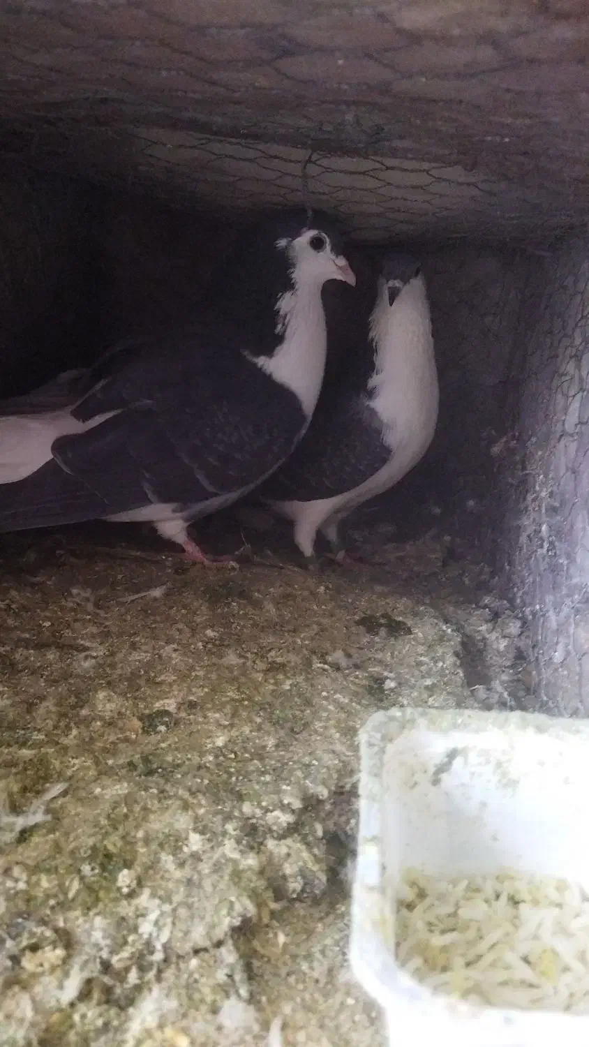 ساده پولکی|پرنده|بیرجند, |دیوار