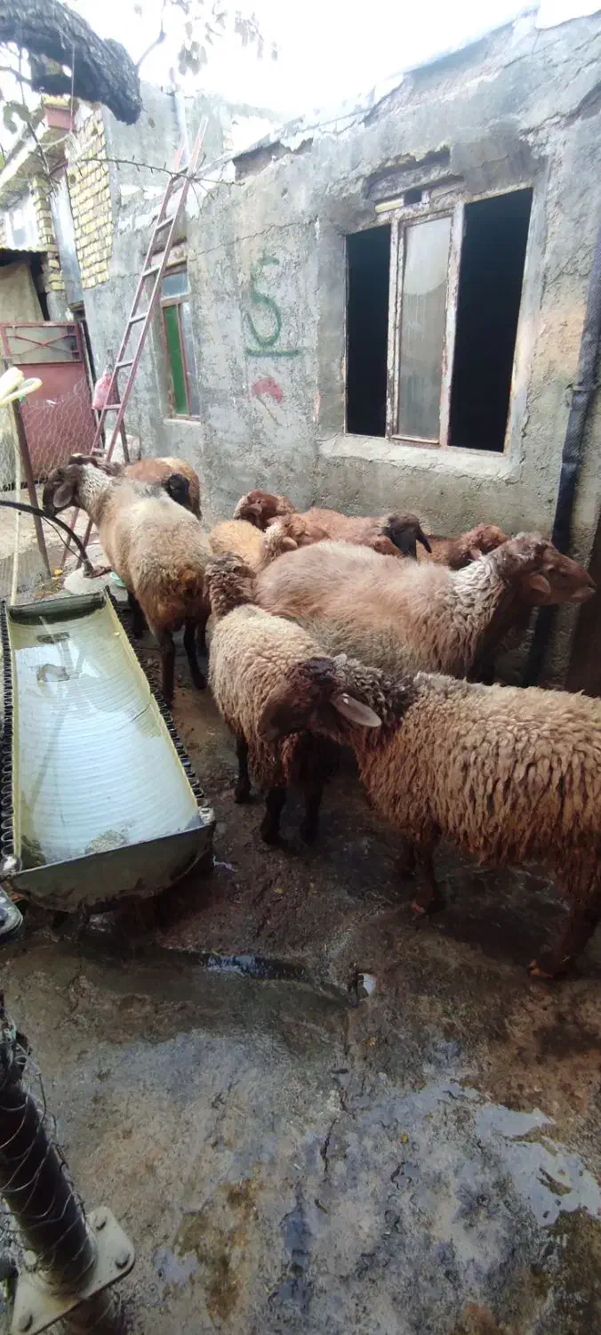 گوسفند نر باب داشت و پروار|حیوانات مزرعه|بیلوار, |دیوار