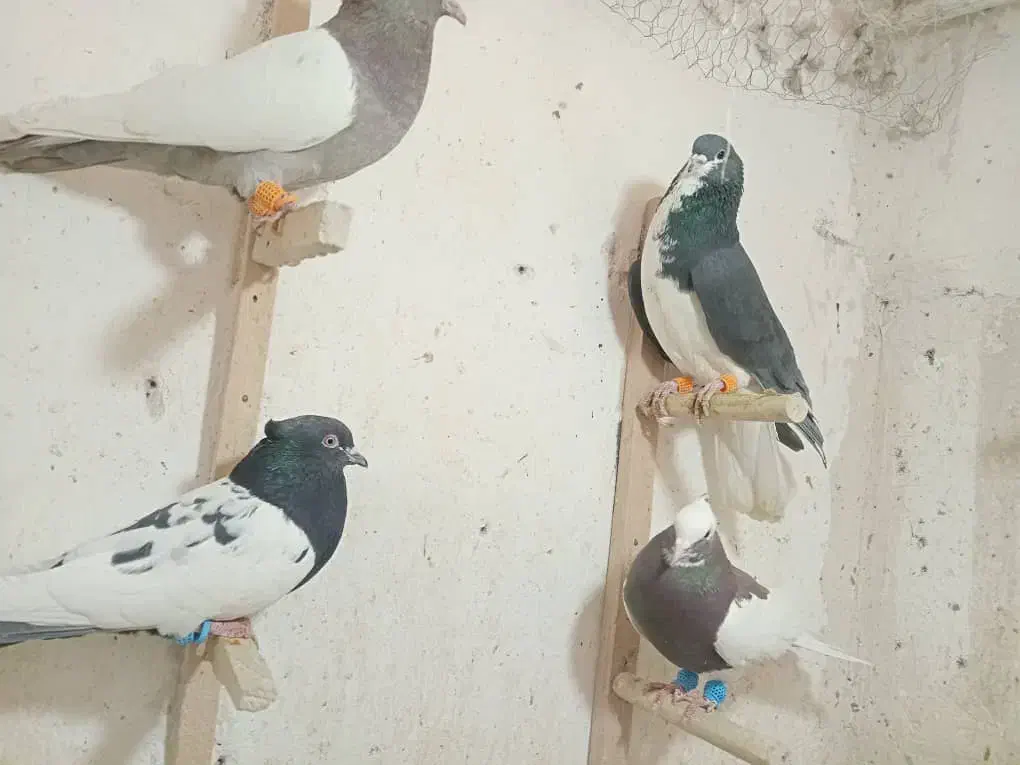 فروش کبوتر|پرنده|شیراز, سیلو|دیوار