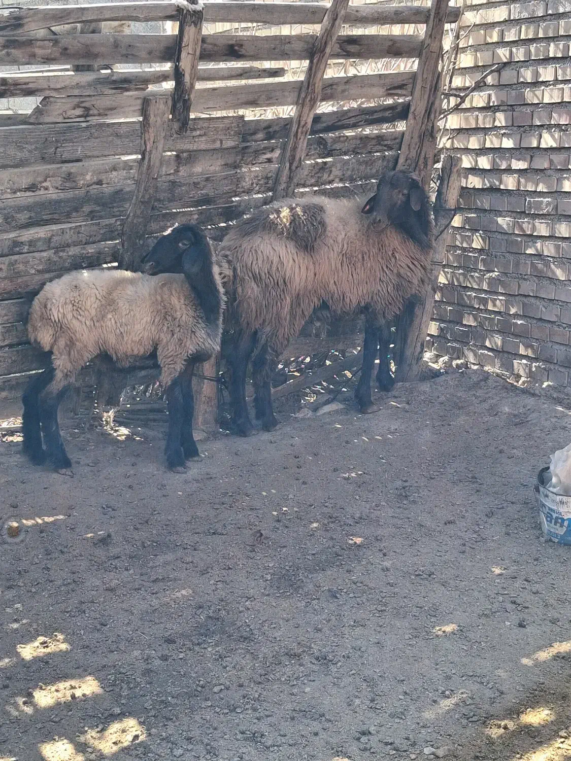 بره نر جوان|حیوانات مزرعه|مینودشت, |دیوار