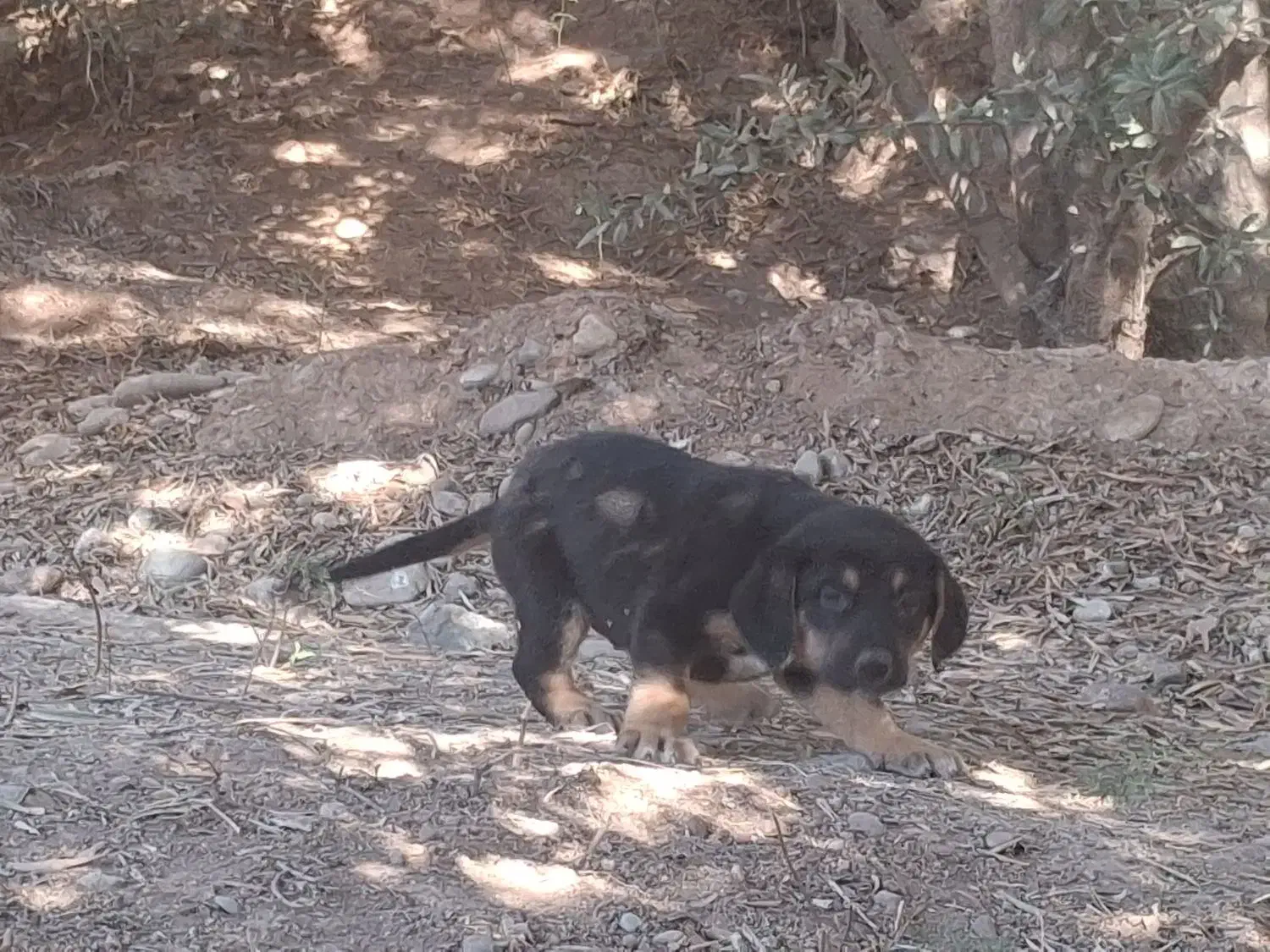 طوله رود فایلر|سگ|لوشان, |دیوار