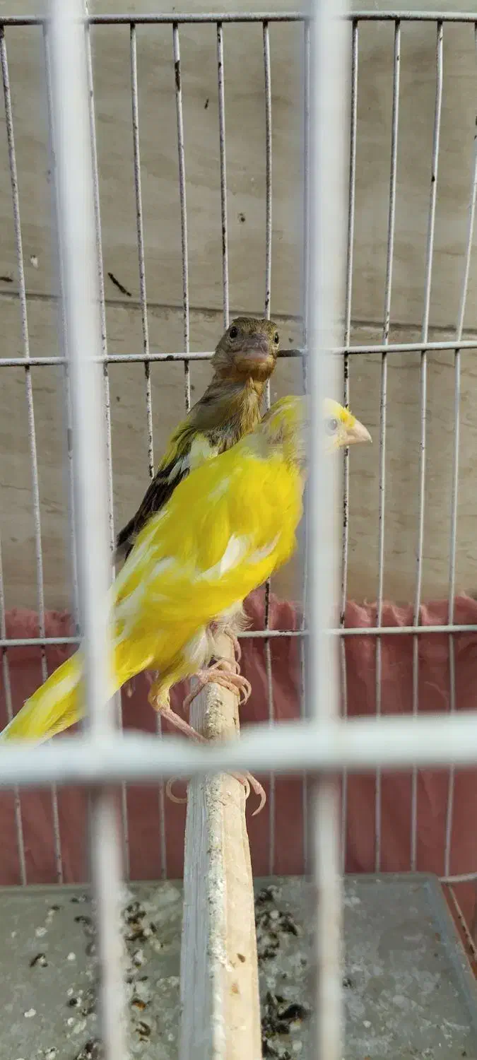 قناری نر مست|پرنده|بهبهان, |دیوار