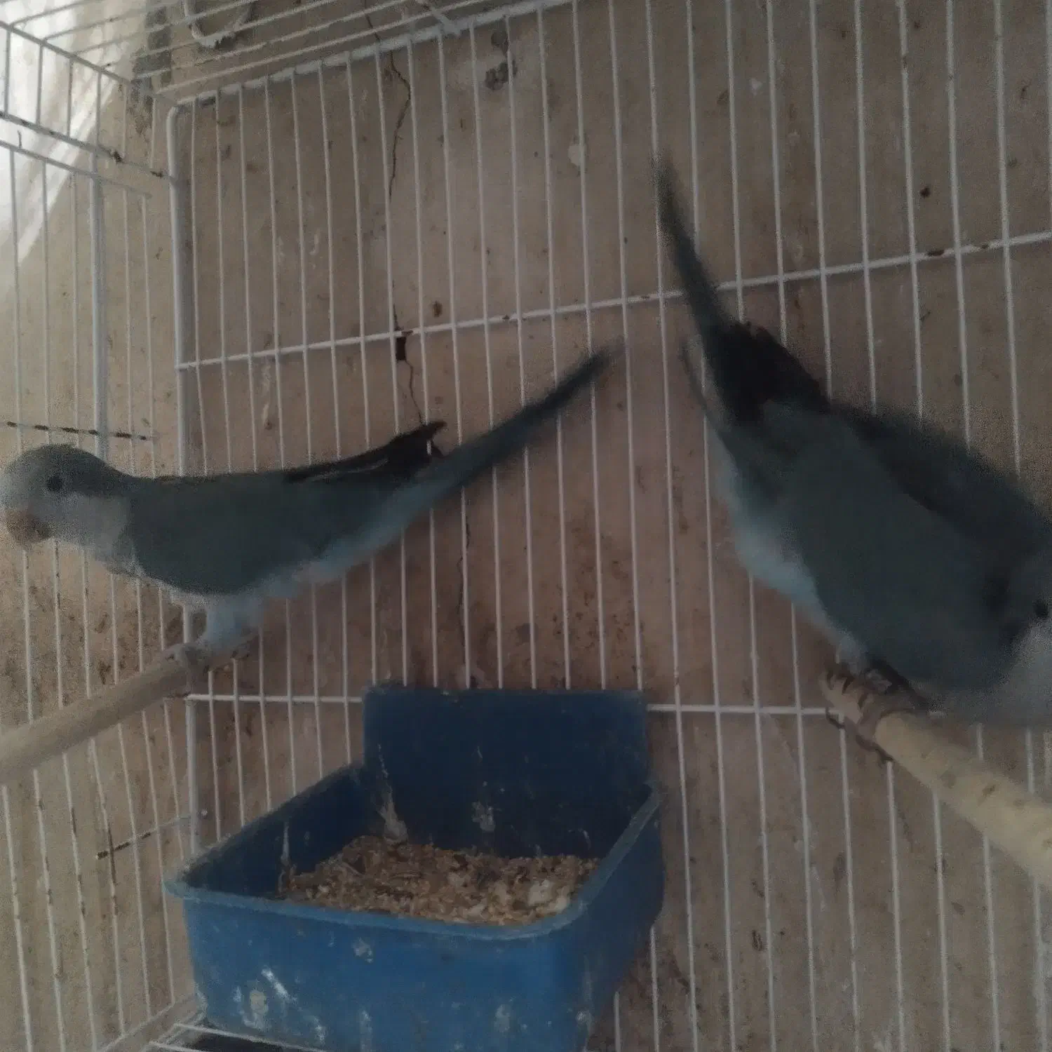 ۱طوطی راهب نر مولد|پرنده|ارطه, |دیوار