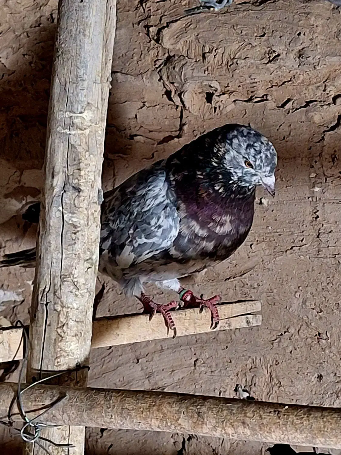 کفتر|پرنده|ورامین, ورامین|دیوار