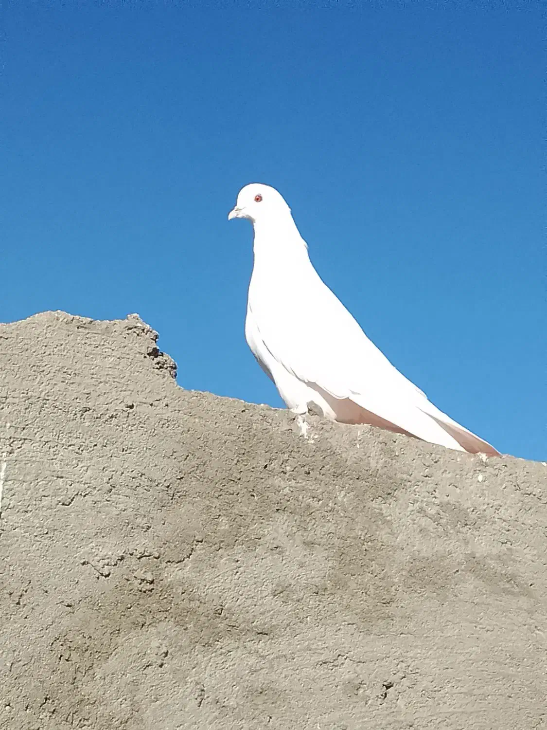 600تومن|پرنده|گنبکی, |دیوار