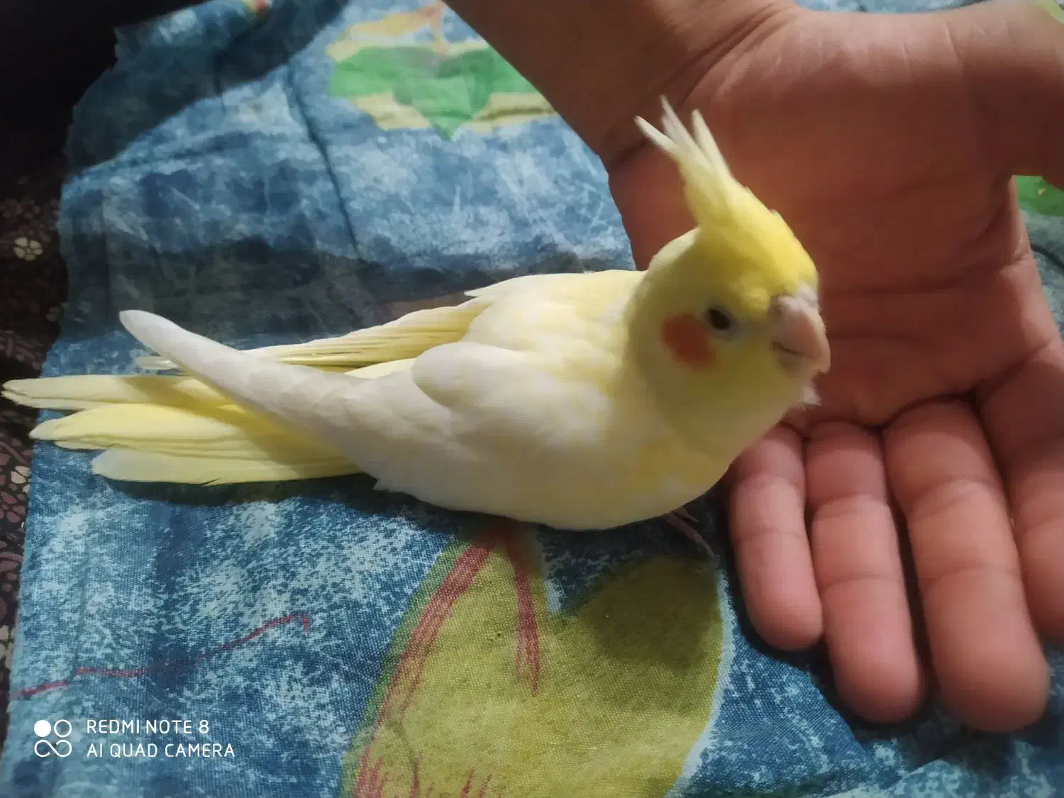 مولد با جوجه   تخم  ب بیشترین پیشنهاد فروخته میشه|پرنده|سنگر, |دیوار