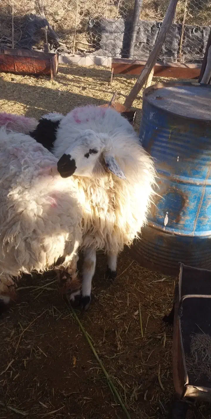 بره قوچ|حیوانات مزرعه|جلگه ماژان, |دیوار