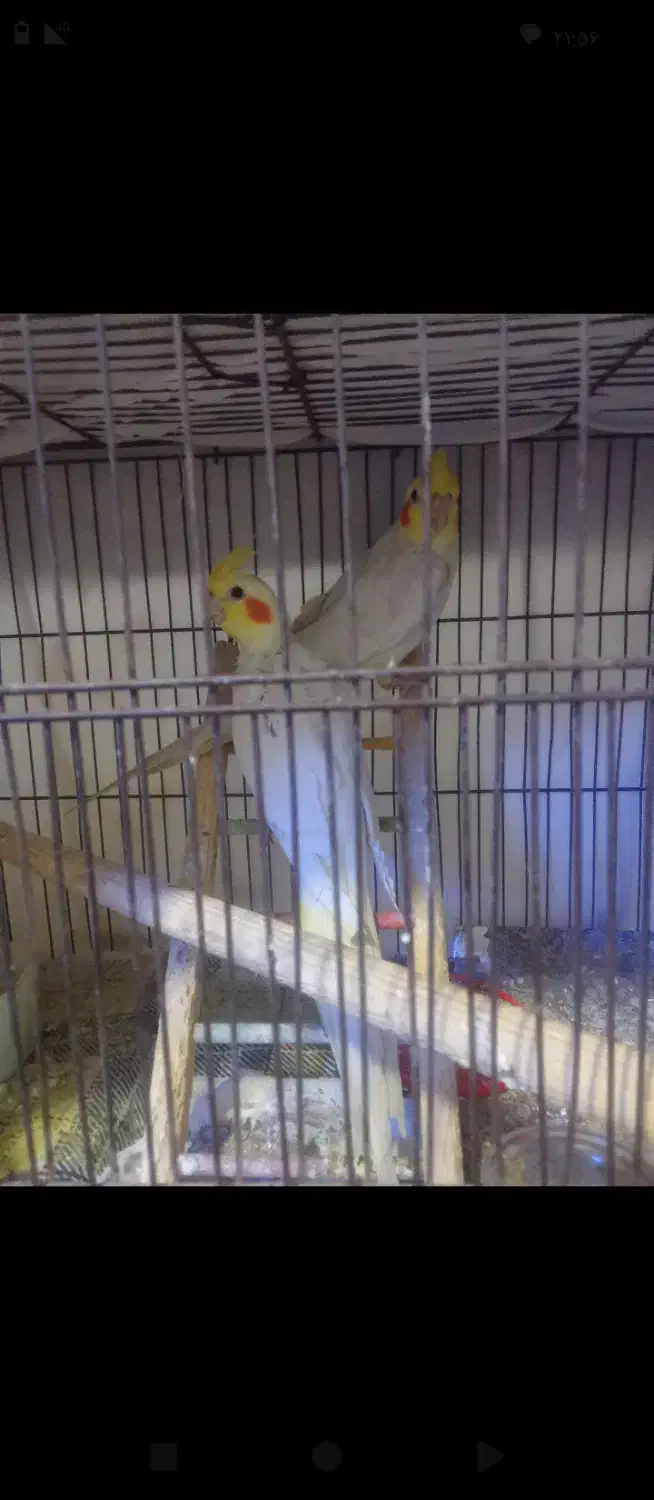 عروس هلندی لوتینو|پرنده|گرمسار, |دیوار