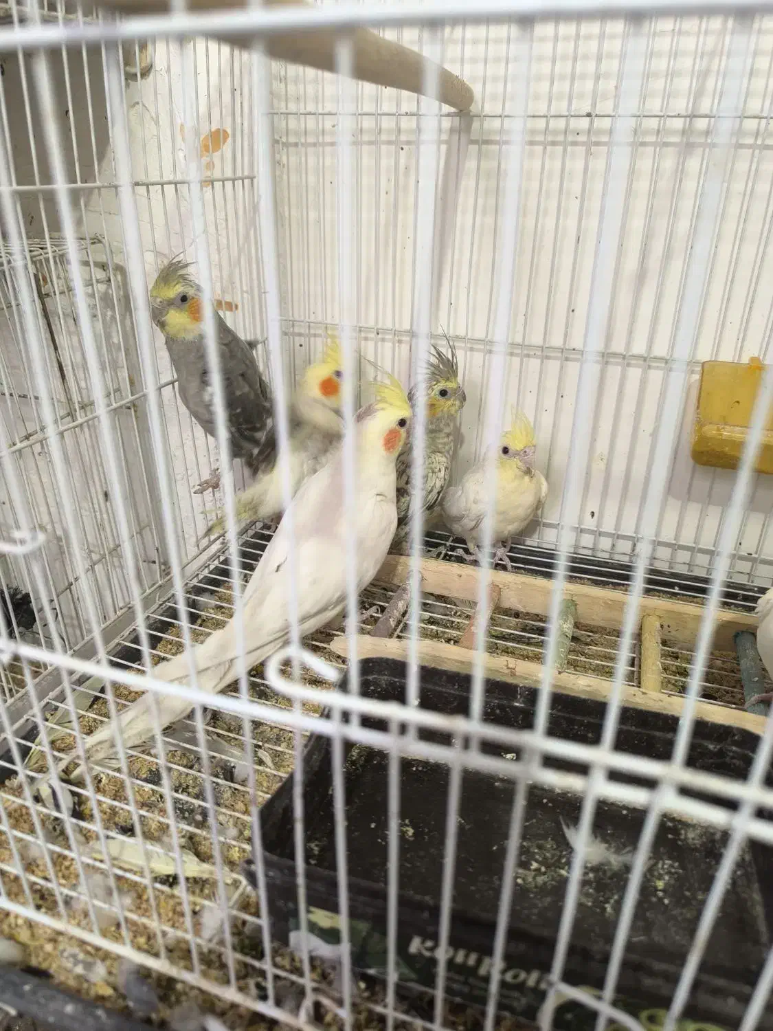 تعدادی عروس هلندی جفت و مولد و جوجه عروس|پرنده|بومهن, |دیوار