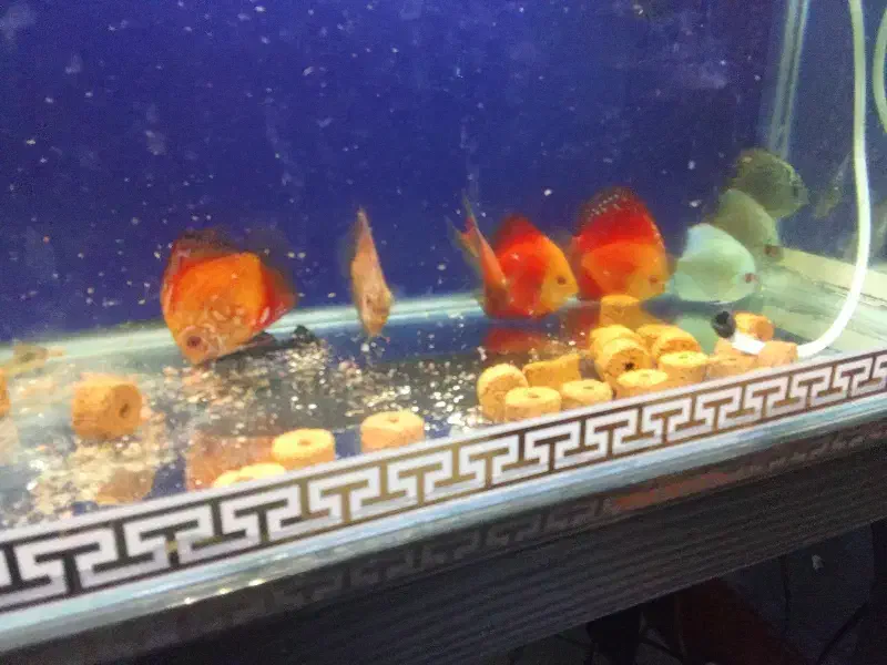 ماهی|ماهی|شهریار, شهرک وائین|دیوار