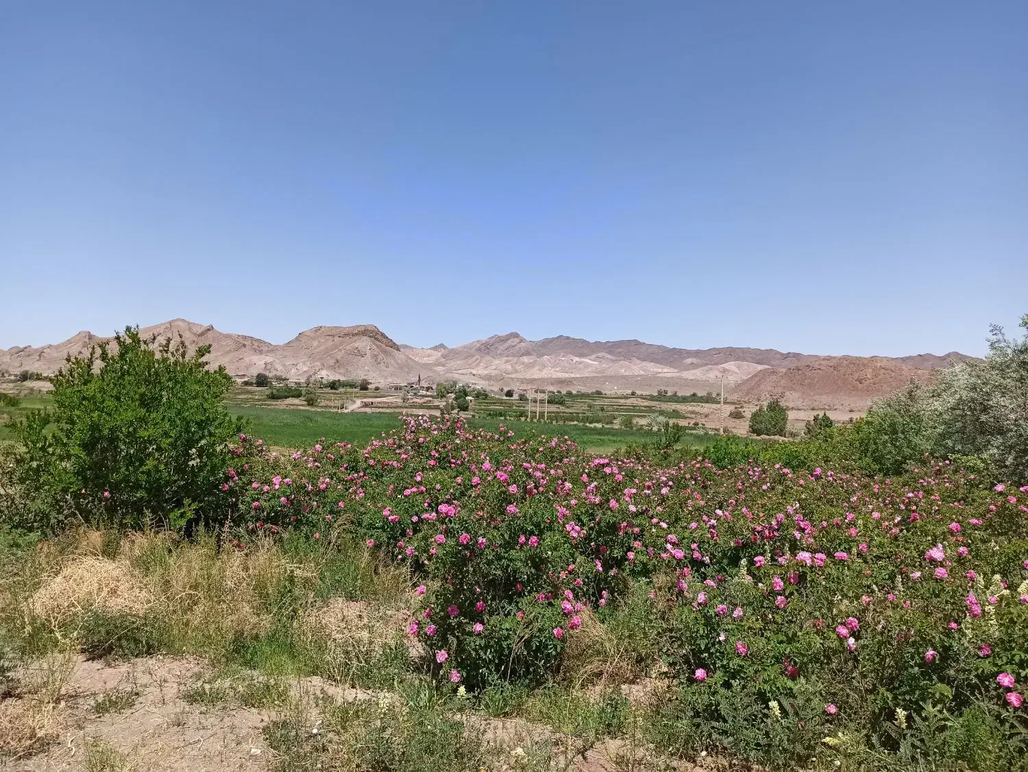 فروش زمین|فروش زمین و ملک کلنگی|بردسیر, |دیوار