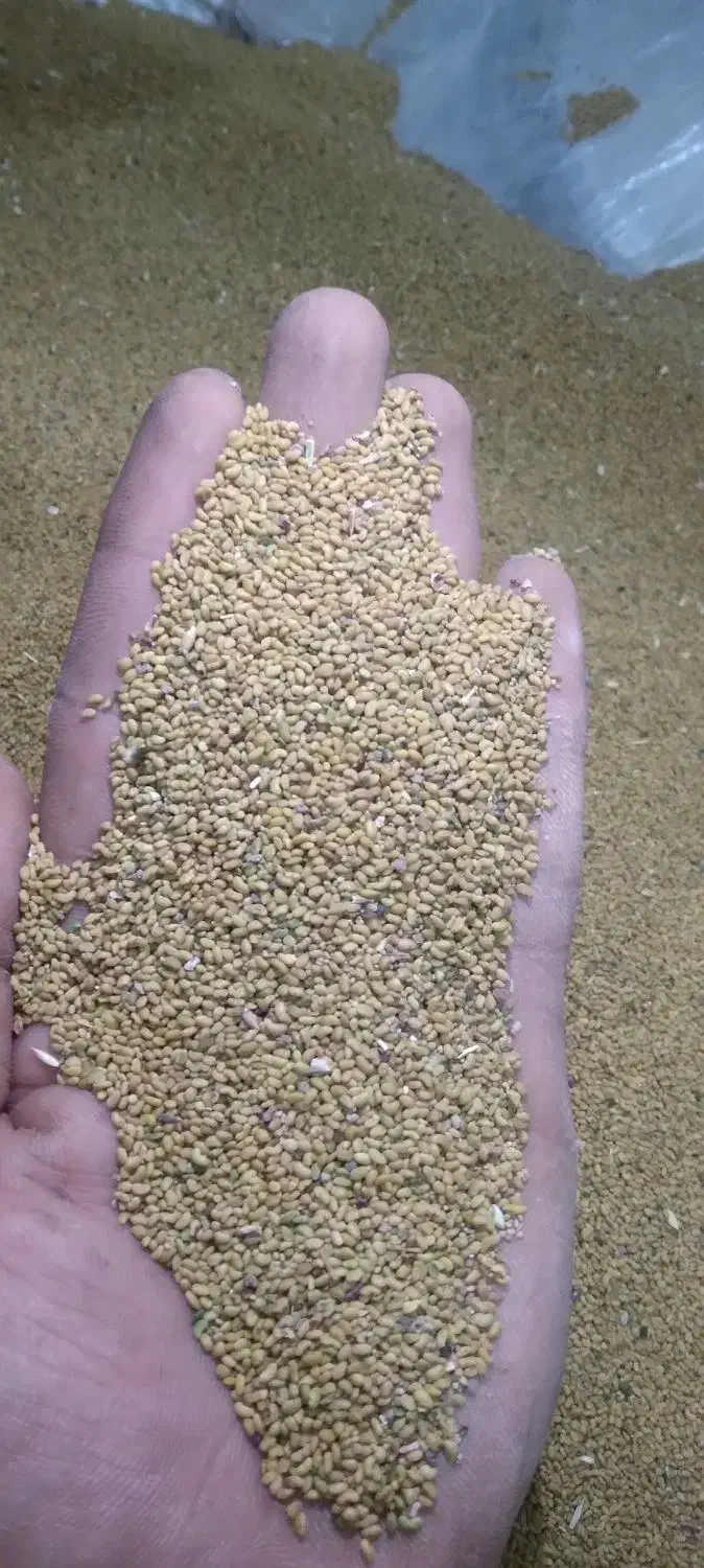 بذر یونجه|گل و گیاه طبیعی|شیروان (خراسان), |دیوار