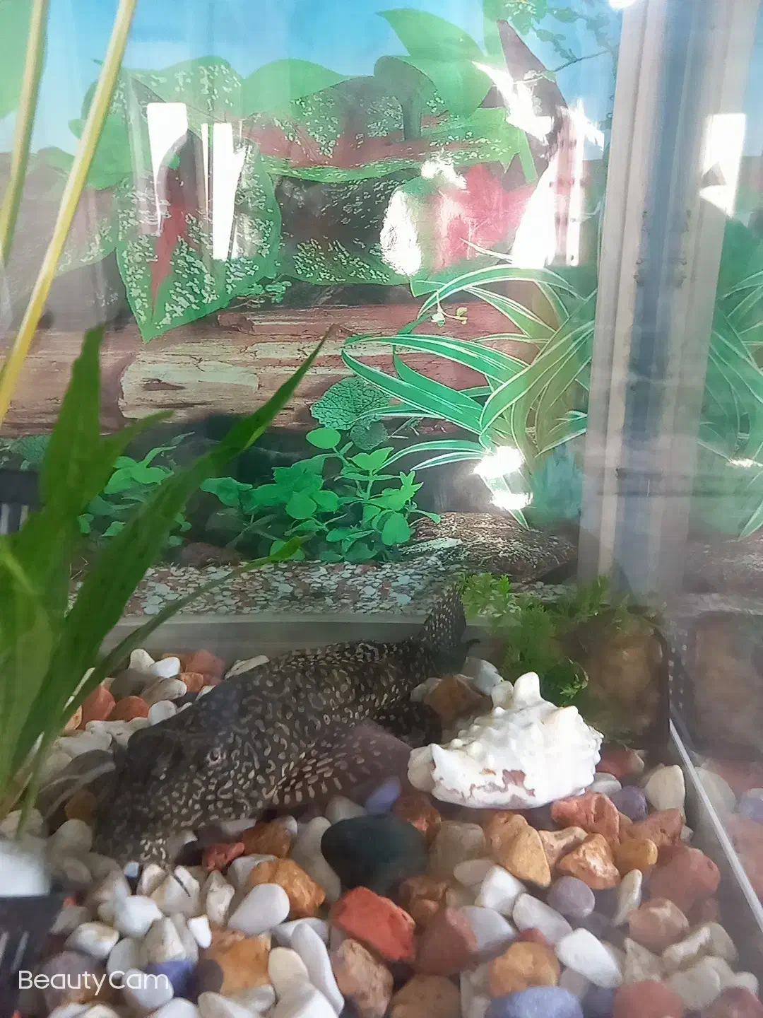 ماهی کت لجن خوار|ماهی|پردیس, فاز ۲|دیوار