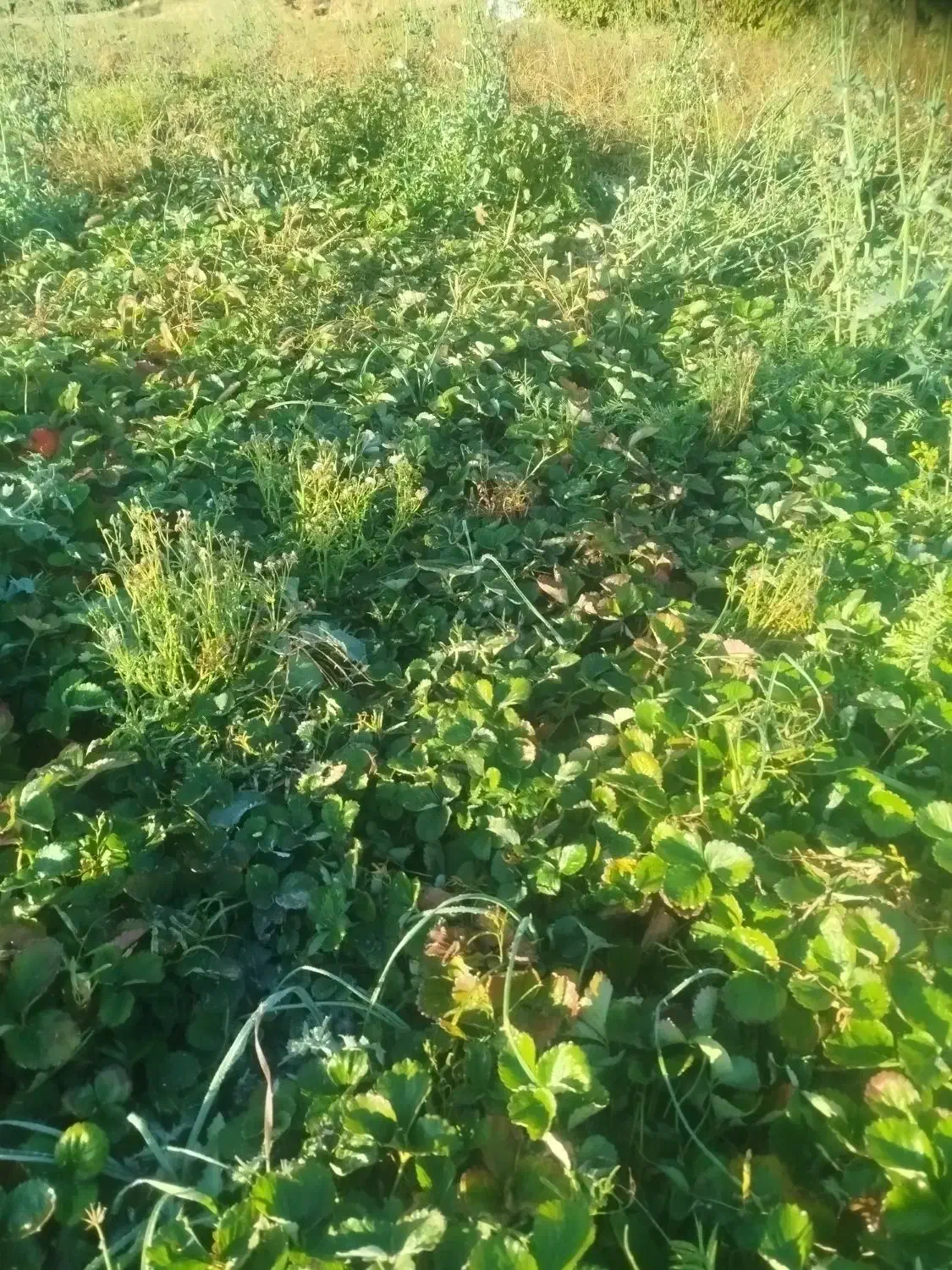 بوته ونشائ توت فرنگی|خدمات باغبانی و درختکاری|موچش, |دیوار