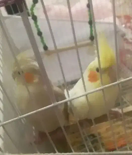 لوتینو نر و اهویی ماده مولد|پرنده|بجنورد, |دیوار